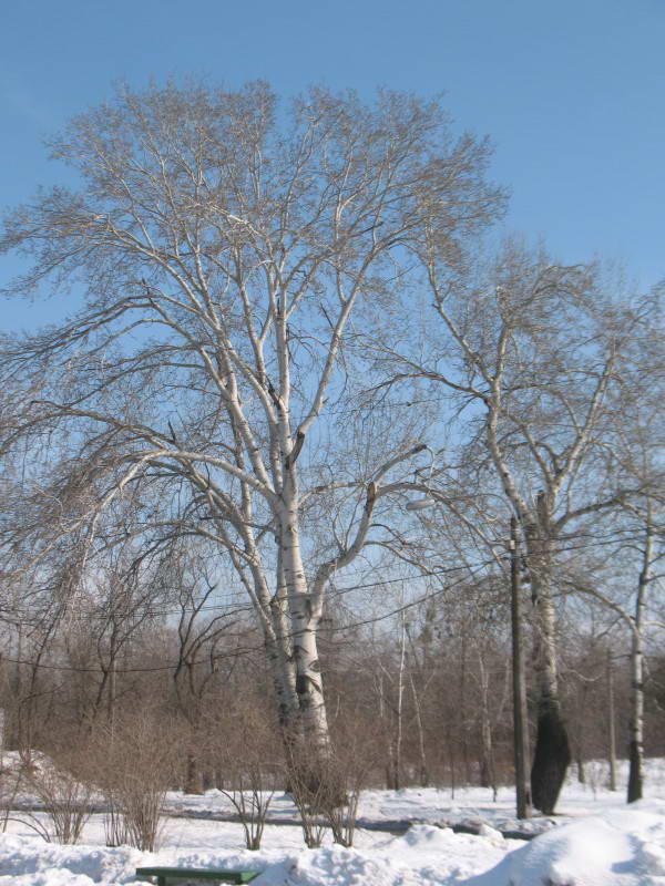 White Poplar, Populus alba