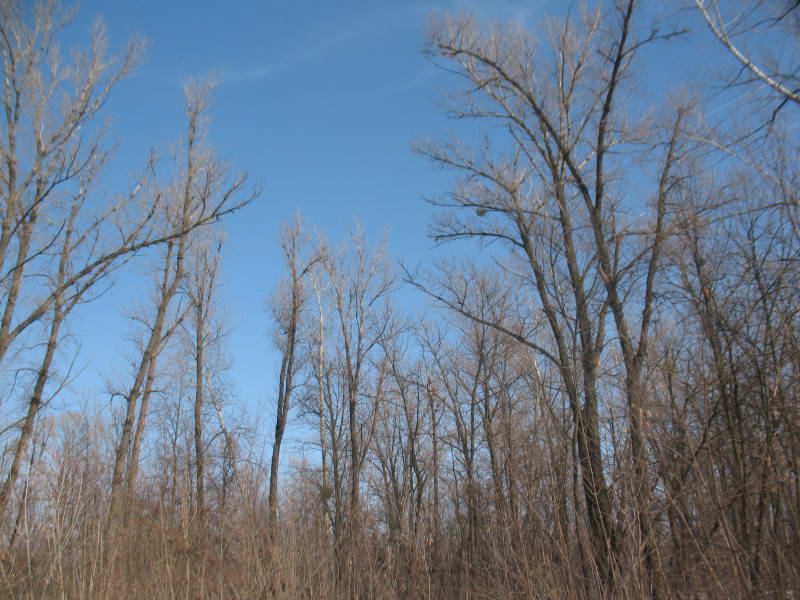 Black Poplar, Populus nigra