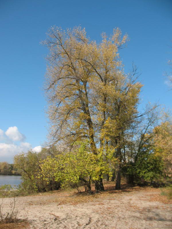 Black Poplar, Populus nigra