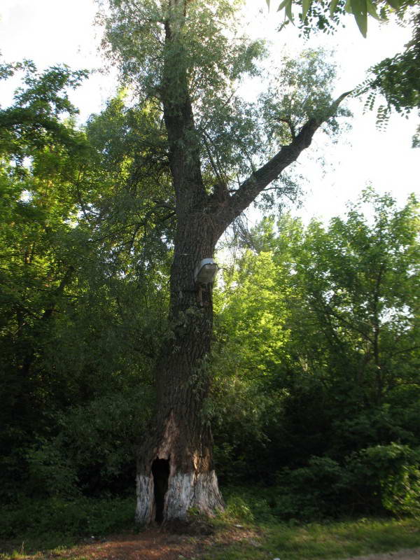 Black Poplar, Populus nigra