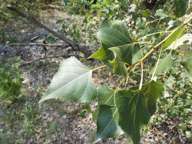 Black Poplar, Populus nigra