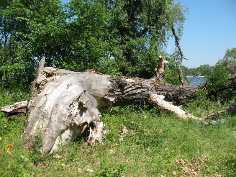 Black Poplar, Populus nigra