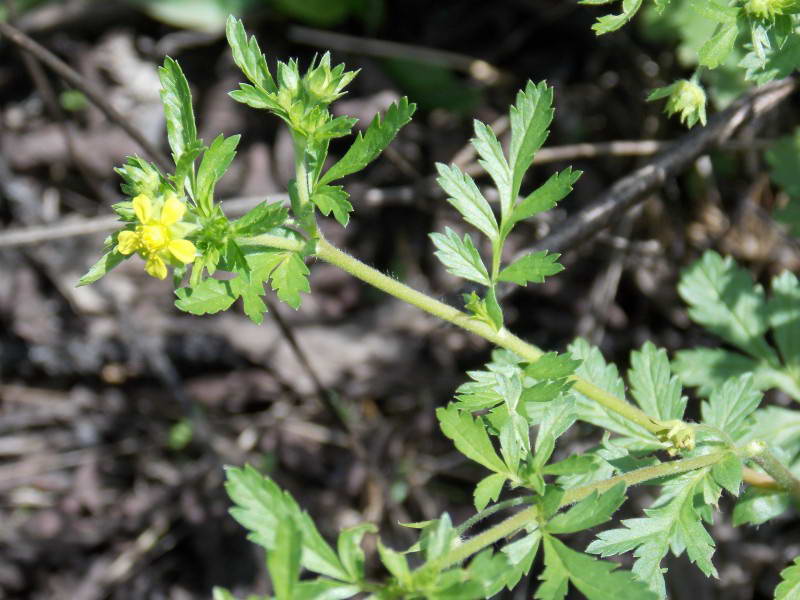 Potentilla incana