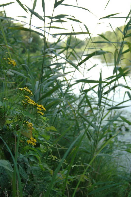 Wetland Vegetation