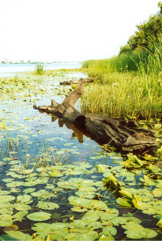 Прибережно-водна рослинність