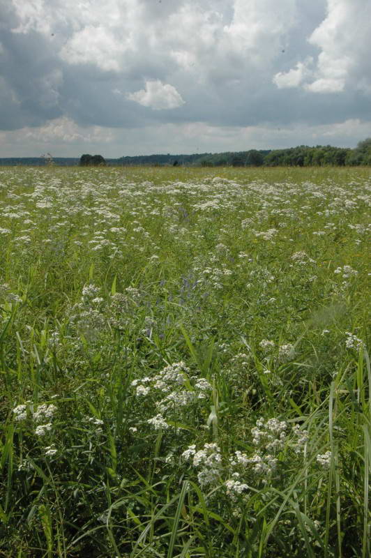 Ptarmica salicifolia