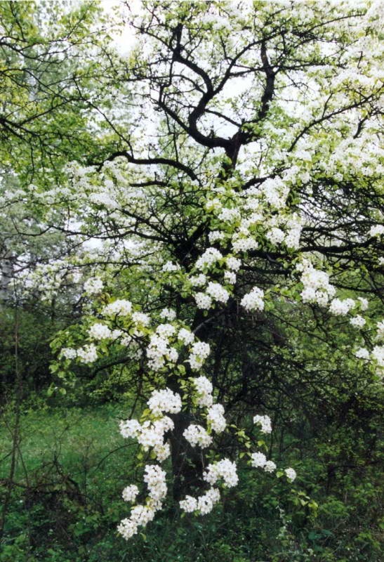 Common Pear, Pyrus communis