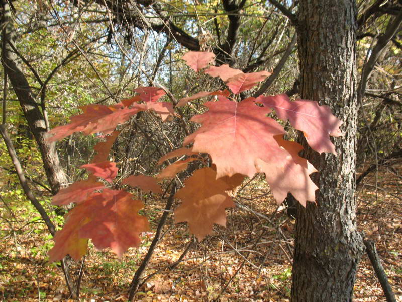 Red Oak