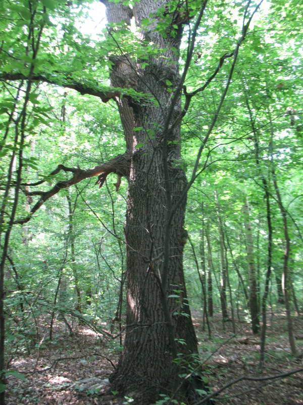 Quercus robur