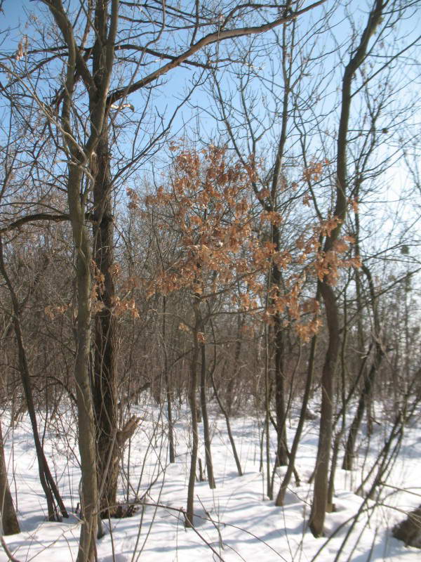 Common Oak, Quercus robur