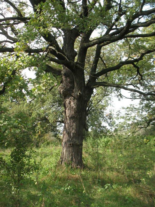 Common Oak, Quercus robur