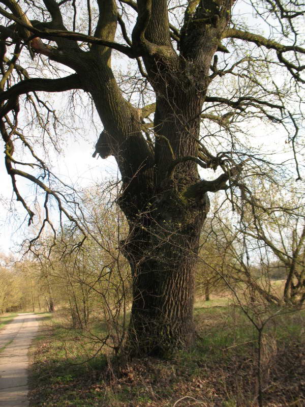 Common Oak, Quercus robur