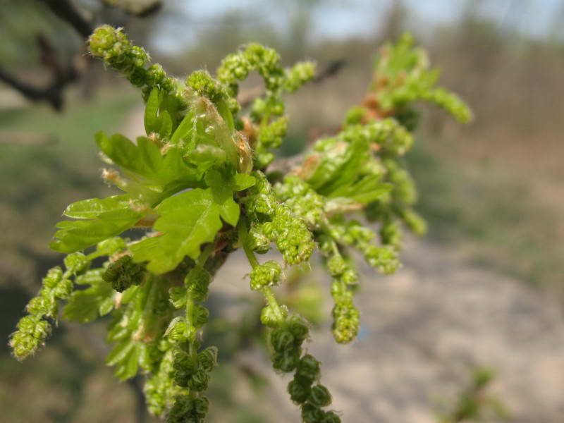 Common Oak, Quercus robur