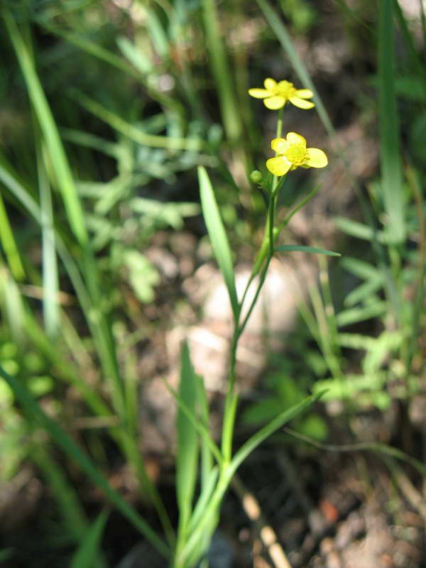 Ranunculus flammula