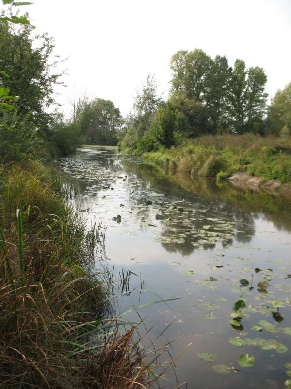 Coastal-water and aquatic vegetation