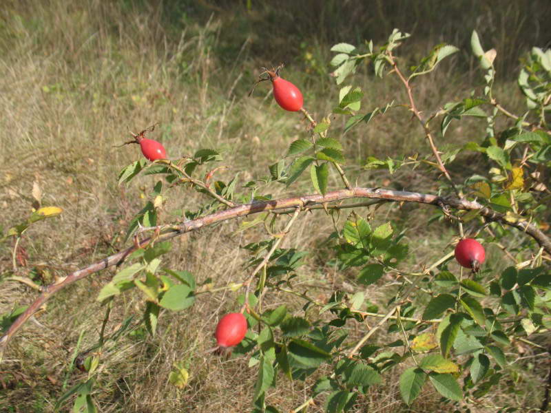 Wild rose, Rosa canina