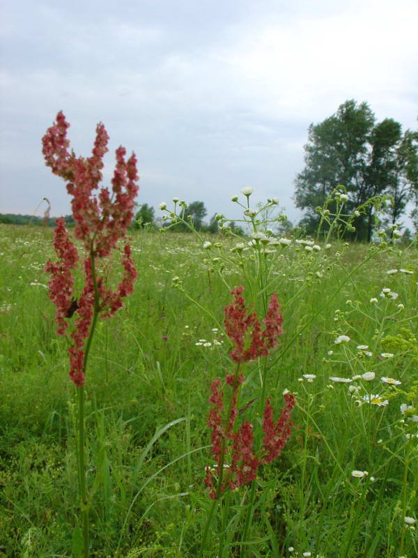 Rumex acetosa