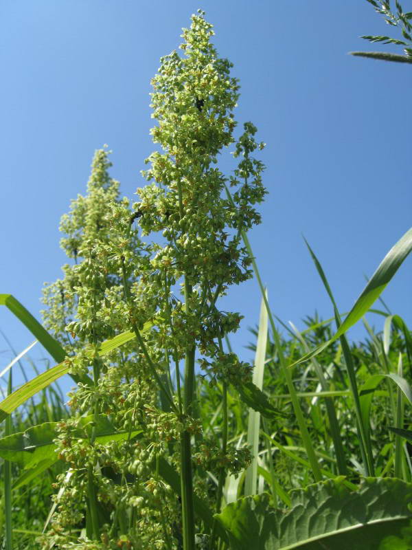 Sorrel, Rumex confertus