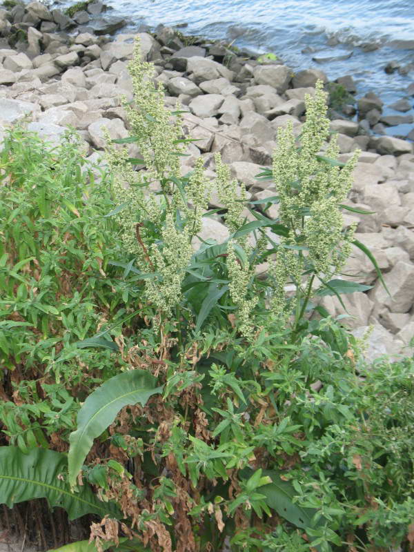 Amphibious sorrel, Rumex hidrolopathum