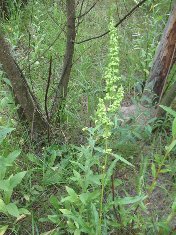 Щавель, Rumex, Троещина (Фото…