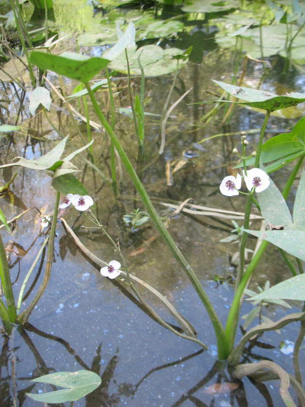 Sagittaria sagittifolia