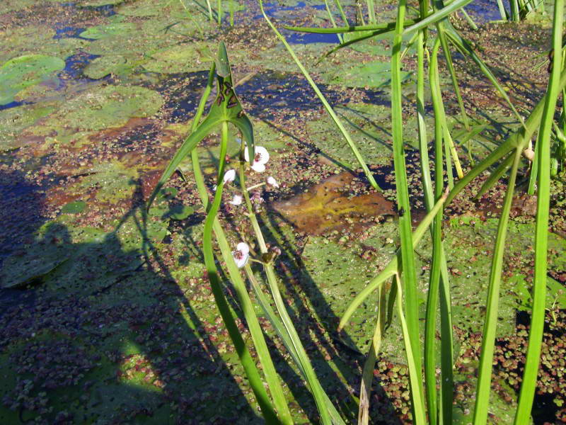 Sagittaria sagittifolia