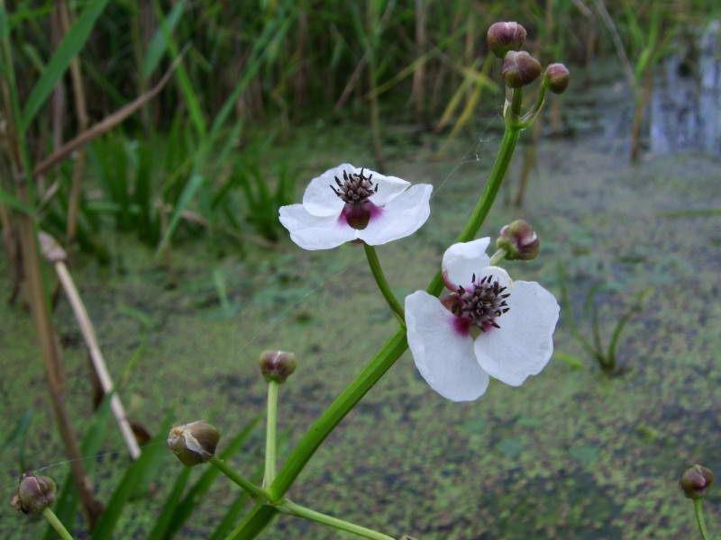 Sagittaria sagittifolia