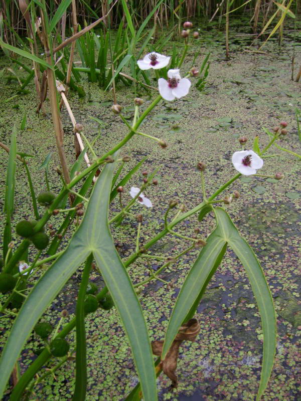 Sagittaria sagittifolia