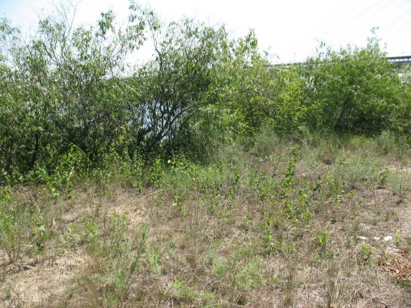 Willow Salix acutifolia