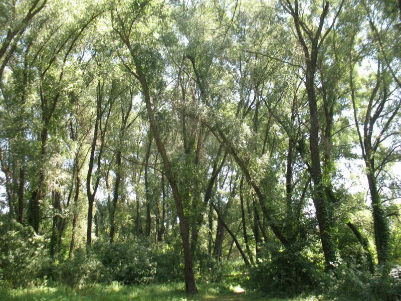 White willow, Salix alba