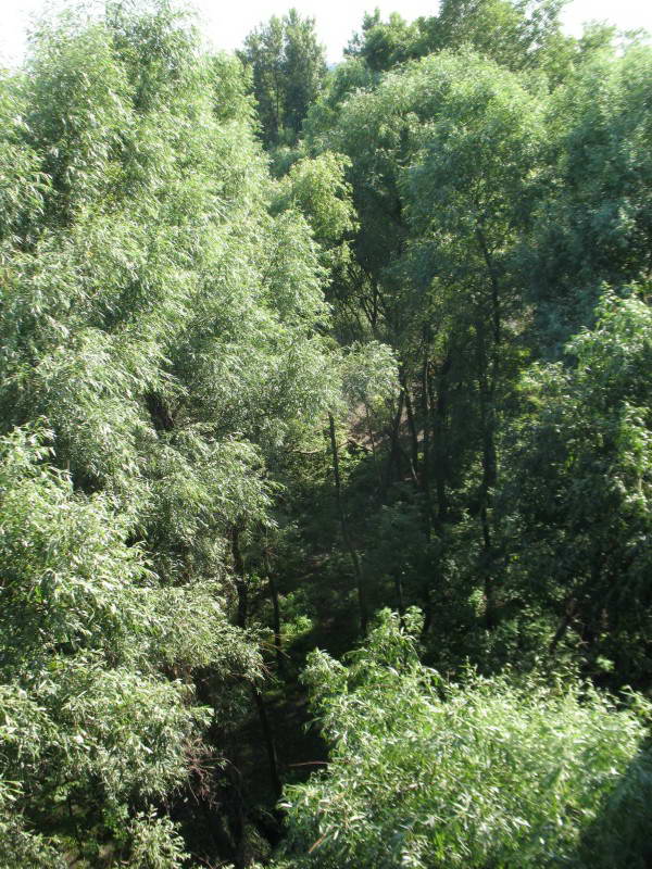 White willow, Salix alba