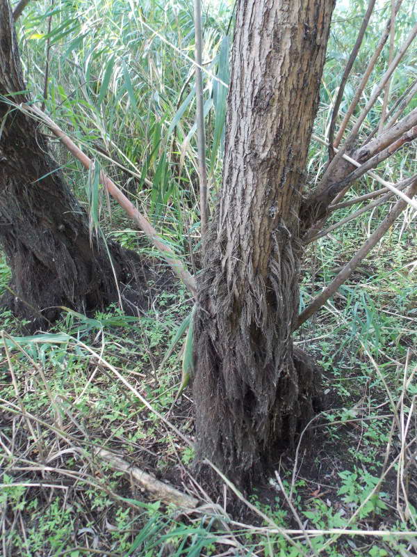 White willow, Salix alba