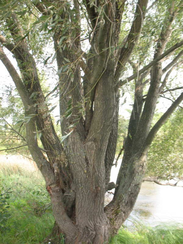 White willow, Salix alba