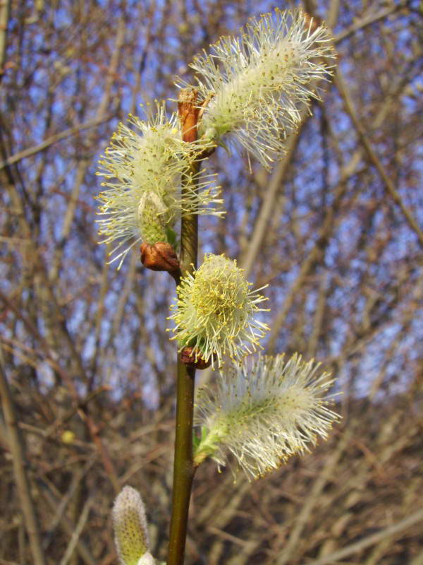 Parnikoza I.Yu. - Goat willow, Salix…