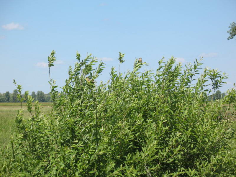 Gray willow, Salix cinerea