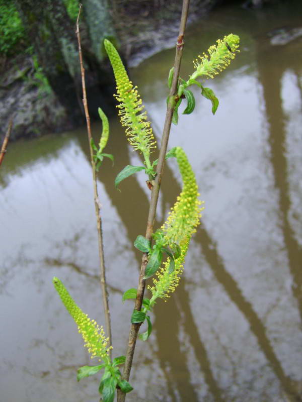 Salix triandra