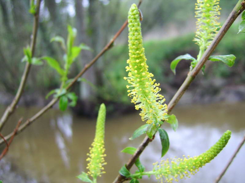 Salix triandra