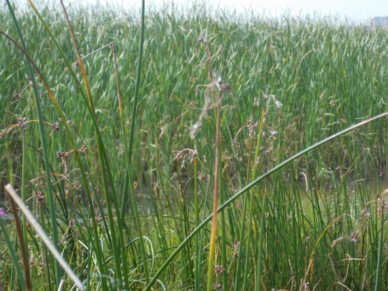 Scirpus lacustris