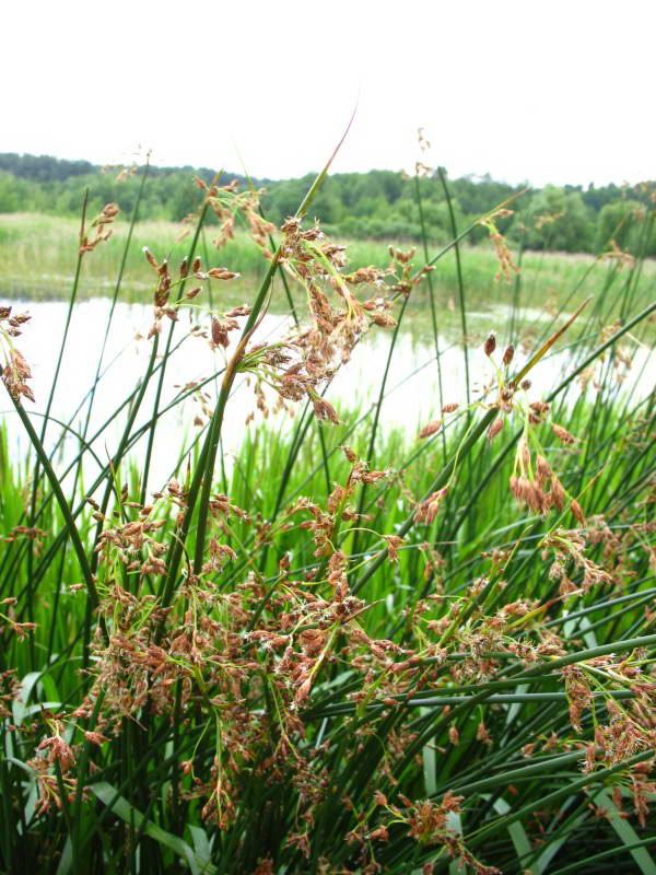 Scirpus lacustris