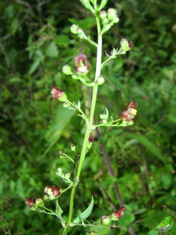 Figwort, Scrophularia nodosa