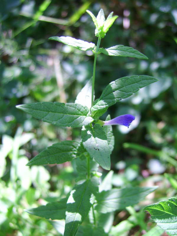 Common Skullcap, Scutellaria…