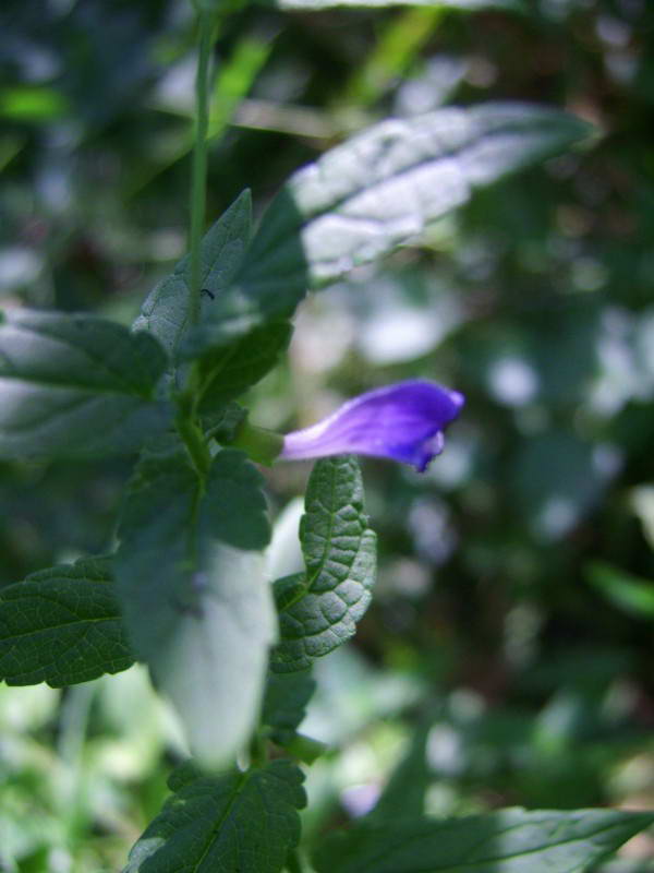 Common Skullcap, Scutellaria…