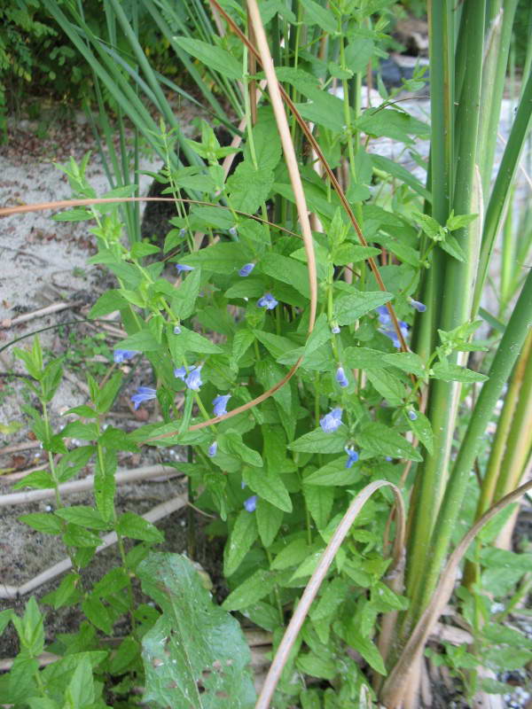 Common Skullcap, Scutellaria…