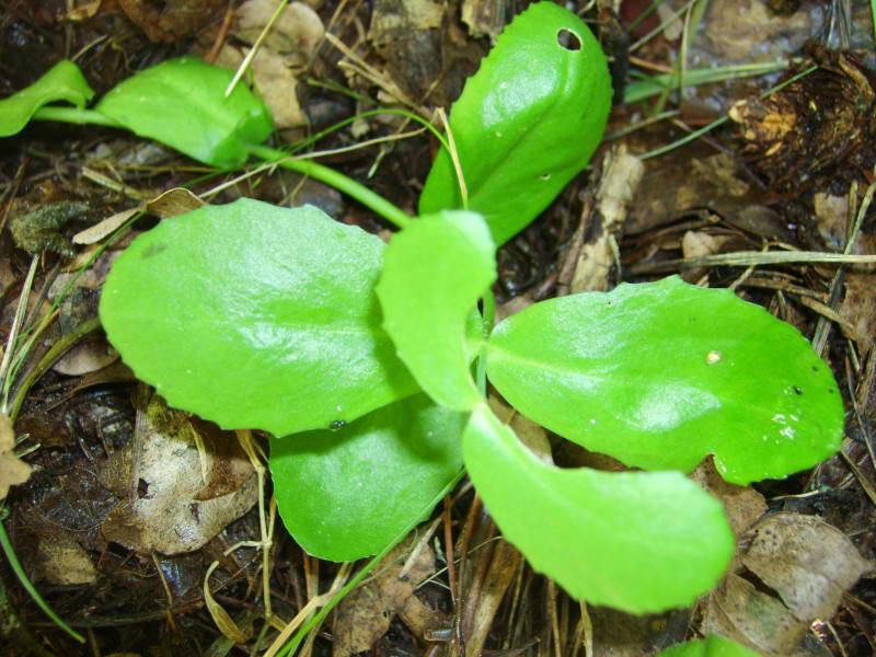 Common Stonecrop, Sedum ruprechti