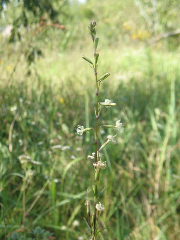 Silene tatarica