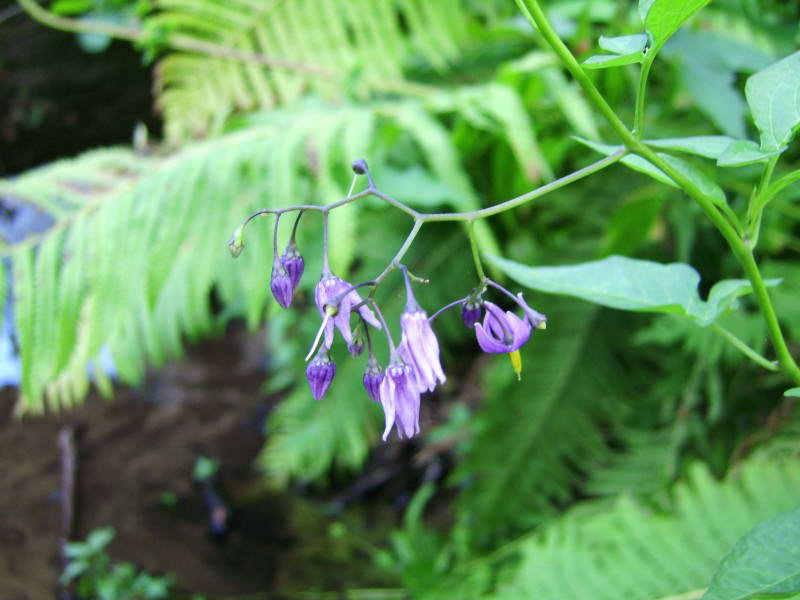 Solanum dulcamare