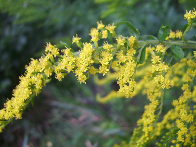 Canadian goldenrod, Solidago canadensis