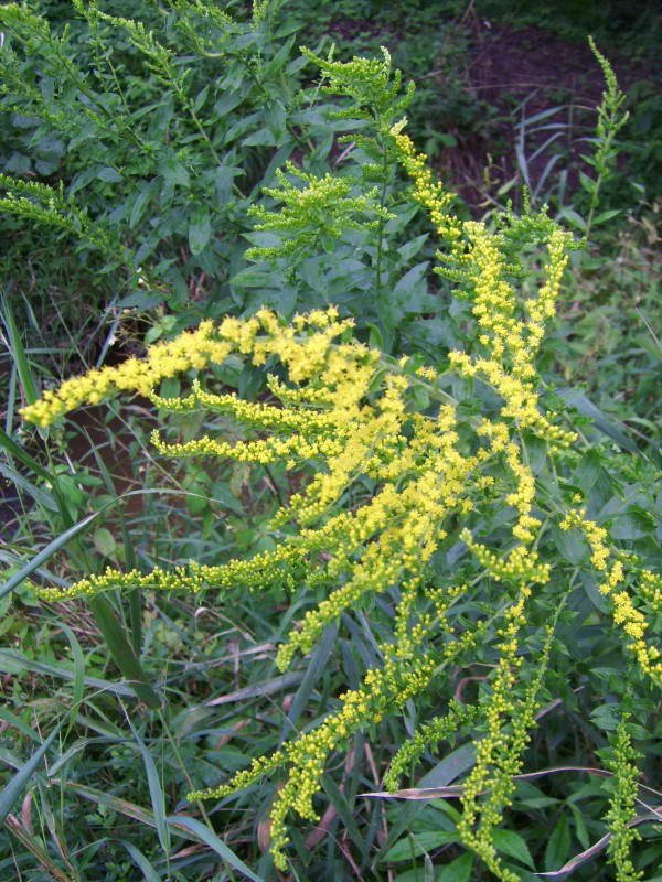 Canadian goldenrod, Solidago canadensis