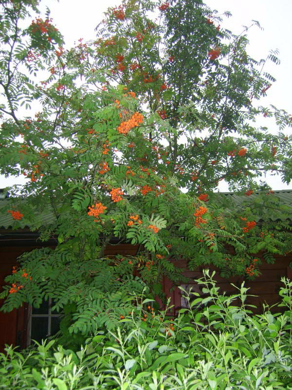 Sorbus aucuparia