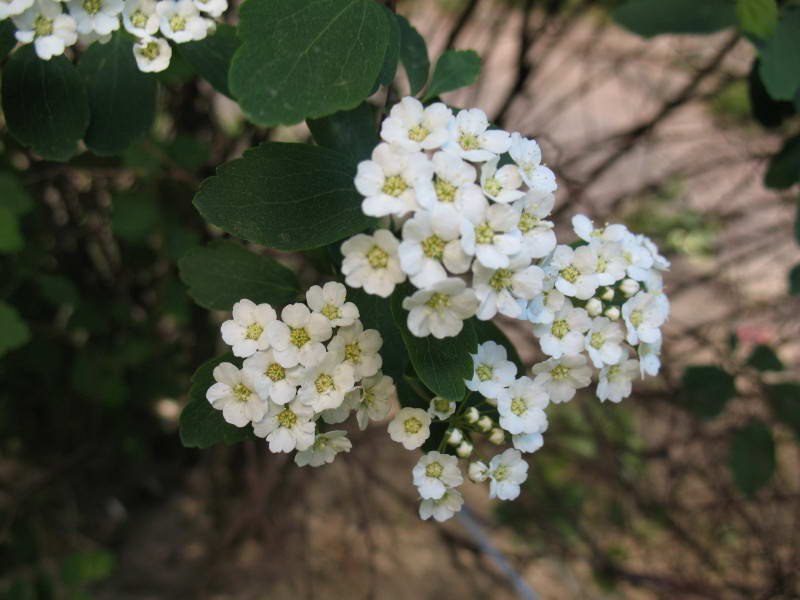 Spiraea vanhuttei